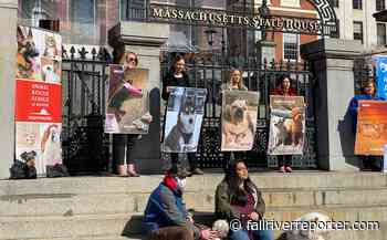 Incidents spark push for Massachusetts dog day care regulation - Fall River Reporter