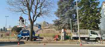 Alba: è in corso la potatura degli alberi cittadini e la piantumazione di nuovi esemplari - https://ilcorriere.net/