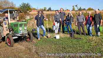 Bergheimer Verein will den Augsburgern hundert Bäume schenken