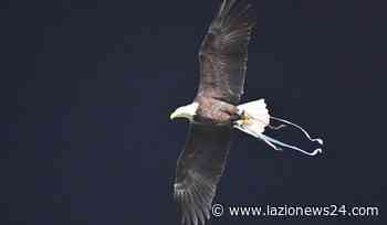 Lazio Under 18, con il Parma arriva una sconfitta - Lazio News 24