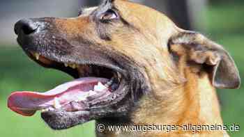 Hund in Neu-Ulmer Gewerbegebiet ausgesetzt