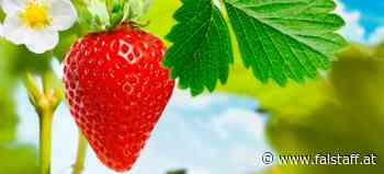 SanLucar bringt vegane »Farmers Ice Cream« auf den Markt