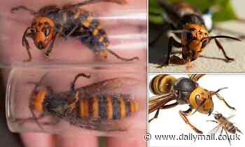 Murder hornets leave distinctive sex chemicals in their wake