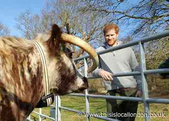 Memories of Prince Harry's visit to Epping Forest