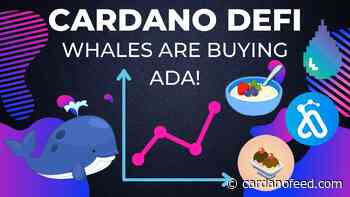 CARDANO DEFI is Growing, DripDropz, AADA Airdrop, Whales Are Buying ADA - By Kaizen Crypto - Cardano Feed