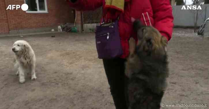 Guerra Russia-Ucraina, a Irpin alcuni abitanti restano per prendersi cura dei cani randagi: “Sono stati abbandonati, non posso lasciarli soli”