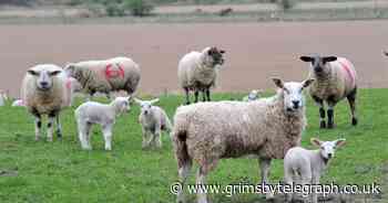 Dog walker watched farmer shoot their pet in 'horrific' incident - Grimsby Live