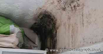 Children bitten by rats while sleeping in housing association home - Grimsby Live