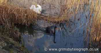 Rare Australian black swan spotted in Cleethorpes - Grimsby Live