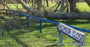 Tree uprooted in Coventry crushes lamp-post and blocks road in Storm Franklin high winds - Coventry Live