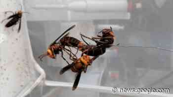 Researchers Could Lure Murder Hornets to Their Deaths with Sex - Gizmodo