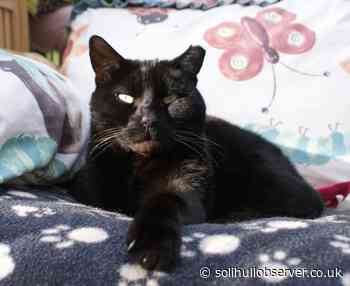 Robert the allotment cat making full recovery after eye surgery in Solihull - Solihull Observer