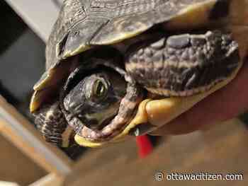 'Big Momma' the turtle freed after head trapped in an aquarium ornament