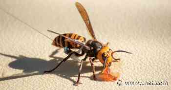 Scientists Want to Trap Murder Hornets With the Pests' Own Sex Pheromones     - CNET