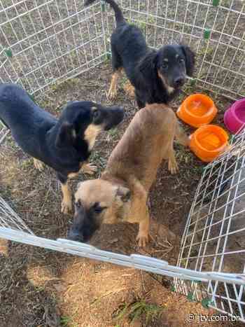Bem Estar Animal programação no bairro Capivari no próximo domingo - Jornal Terceira Visão