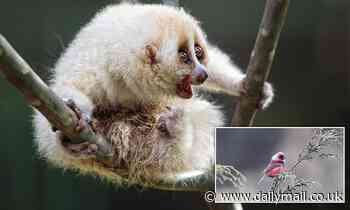 More than 850 animal species could go extinct due to urban expansion, study warns 