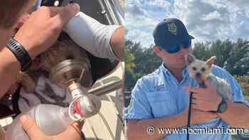 Small Dog Reunited With the Lifeguards Who Saved Her Life