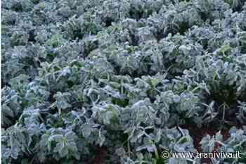 Allarme gelo nelle campagne, a rischio le primizie - TraniViva