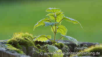 Brennnesseln clever nutzen: Pflanze im Garten und als Superfood gebrauchen