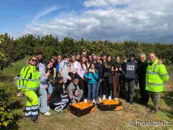 Catania, studenti per la raccolta solidale delle "arance della legalità" - FocuSicilia