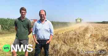 Pintje Cristal wordt meer Limburgs door gerst dat in Riemst geoogst is - Vlaamse Radio- en Televisieomroeporganisatie