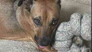 WJZ’s Furever Friend: Gloria