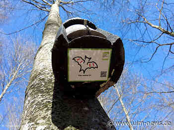 Umzug wegen Schnellzug: Neue Behausungen für Fledermäuse