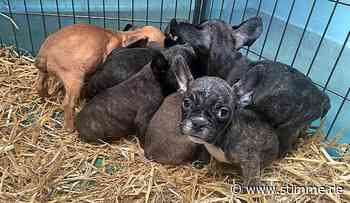 Hundewelpen im Internet zu kaufen kann ein teures Nachspiel für Halter haben - Heilbronner Stimme