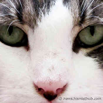 Putnam Arts Council's April show to support animals and benefit the Putnam County SPCA - HamletHub