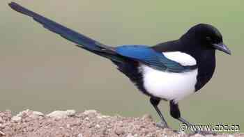 Magpie or blue jay? Calgary councillor says it's time to choose the city's official bird
