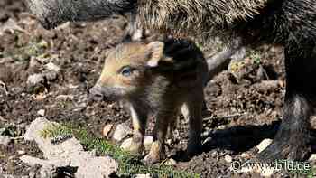 Wildgehege Ravensburg: Frischlinge erkunden zum ersten Mal ihr Zuhause - BILD