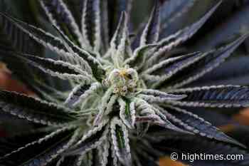 Maine Advocacy Group Calls For Tighter Medical Regulations - High Times