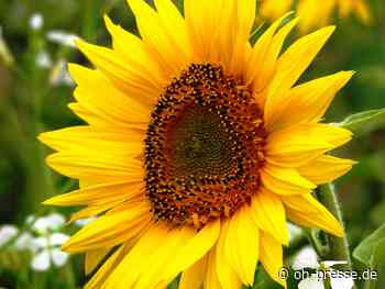 Der Trauertreff "Sonnenblume" auf Fehmarn soll frei für jede/n sein - Dennis Angenendt