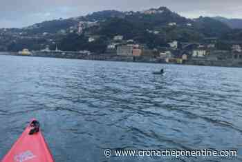 VIDEO | Spettacolare avvistamento di delfini andando in canoa da Voltri ad Arenzano - Cronache Ponentine