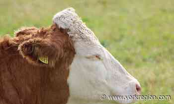 York Region police tell Vaughan cow convoy to moooove right along - yorkregion.com