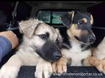 New suppawt system for rescue pets and their owners - St Helens Reporter