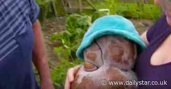 Couple's hopes for gardening glory crushed as 'world's biggest spud' not really a potato - Daily Star