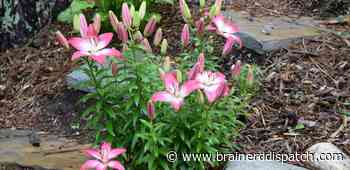 Ask the Master Gardener: Easter lilies, peonies, and more - Brainerd Dispatch