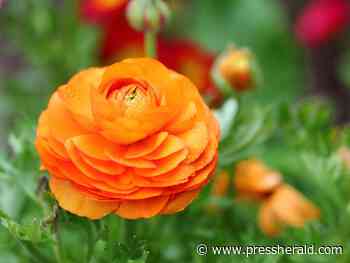 Maine Gardener: A tad early, the gardening season gets off to a gentle start - Press Herald