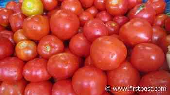 British gardener sets world record by growing over 1200 tomatoes from single stem, check post - Firstpost