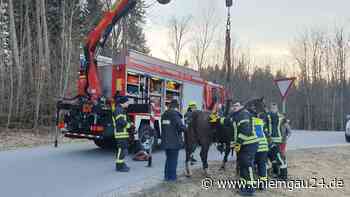 Traunstein: Feuerwehr holt Pferd aus dem Wasser - chiemgau24.de