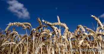 Russland beschränkt Getreideexporte - Wirtschaft - DIE RHEINPFALZ - Rheinpfalz.de