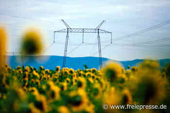 Verband: Sonnenblumenöl bald Mangelware - freiepresse.de