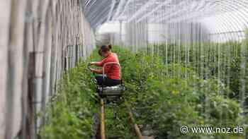 Invest von neun Millionen Euro: CO2-neutral: Gärtnereien in Papenburg beziehen Wärme aus Biomethan - NOZ