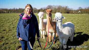 Junge Landfrau aus Essen-Haarzopf bietet Alpaka-Touren an - WAZ News