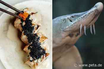 Kaviar kaufen? Darum sollten Sie niemals Fischeier essen - PETA Deutschland e.V.