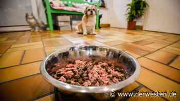 Essen: Tierheim meldet sich nach herbem Rückschlag mit DIESEN guten Nachrichten - DER WESTEN