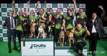 Zonhovense honden pakken gouden medaille op prestigieuze flyballwedstrijd in Birmingham - Het Laatste Nieuws