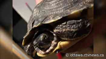 Dramatic rescue: Ottawa firefighters free turtle trapped in aquarium ornament - CTV News Ottawa