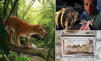 Sabre-toothed mammal with huge upper teeth roamed California 40 million years ago